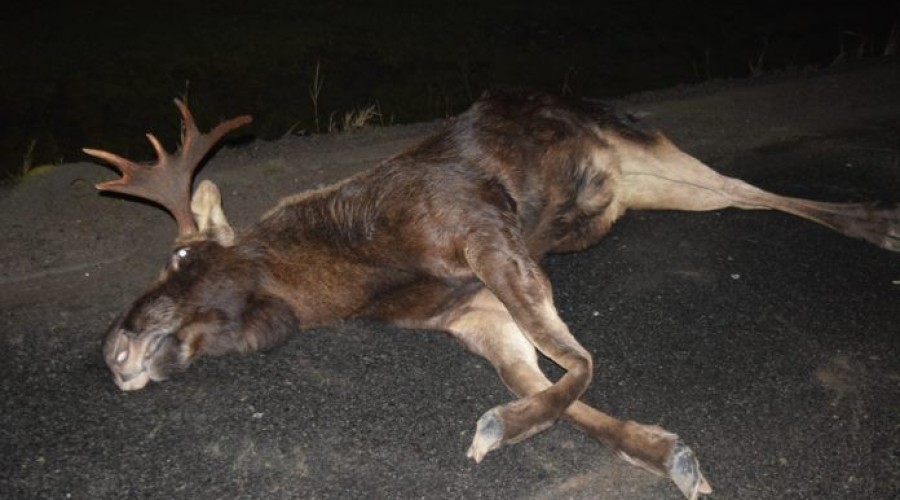 Kiezmark. Zderzenie osobówki z łosiem na siódemce – 3.01 (5)