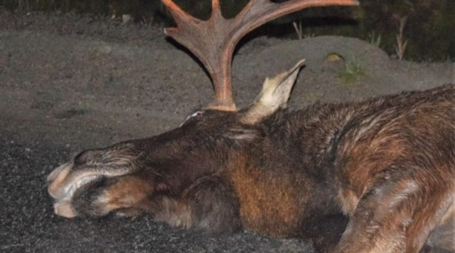 Kiezmark. Zderzenie osobówki z łosiem na siódemce – 3.01 (7)