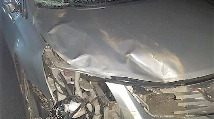 zderzenie-z-łosiem-s7-kiezmark-1