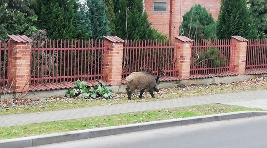 nowy dwór gd dzik w mieście