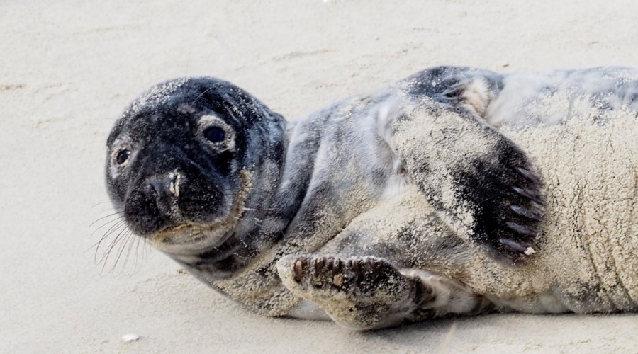 foczka krynica morska (4)