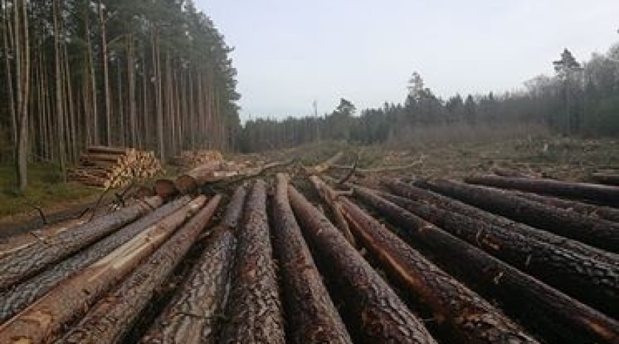 las wycięte drzewo (2)