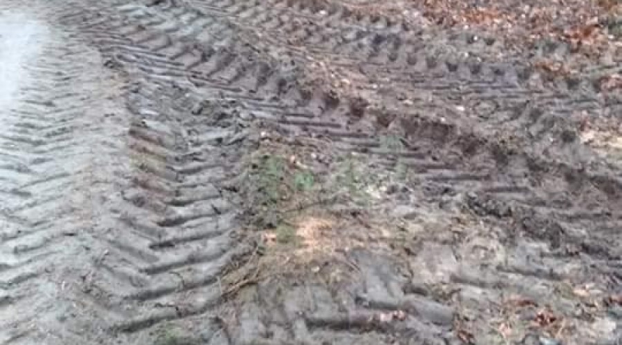 ścieżka wyciete drzewa (2)