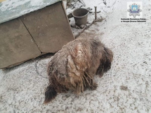 Policjanci apelują ! Mróz jest śmiertelnym zagrożeniem nie tylko dla ludzi, ale i dla zwierząt. Wiele psów pozostawionych na łańcuchach -zamarza!