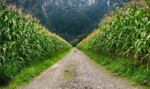 Tobołki polne niszczą Twoje uprawy kukurydzy? Zwalczenie chwastu jest prostsze niż myślisz