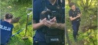 Nowy Dwór Gd. Kobieta zakopała żywcem dwumiesięcznego kotka. Policjanci pracujący na miejscu zdarzenia znaleźli również jednego martwego kota