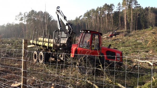 Trwa wycinka drzew pod przekop na Mierzei Wiślanej - 18.02.2019