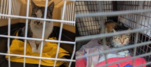 „Akcja Kastracja” trwa! Stowarzyszenie kontynuuje walkę z kocią bezdomnością