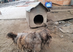 Nowy Dwór Gd. Zaniedbany pies trafił w dobre ręce.