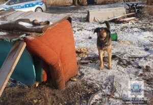 Policjanci apelują! Psy pozostawione na mrozie zamarzają.