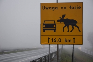 Uwaga na łosie. GDDKIA ustawiło na S7 tablice ostrzegawcze.