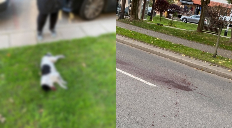 Nowy Dwór Gd. Poszukiwany właściciel potrąconego psa.