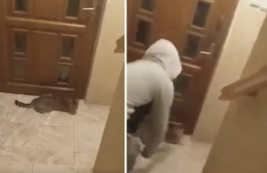 Zakatował kota metalową pałką. Drastyczne nagranie w sieci.