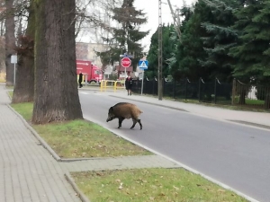 nowy dwór gd dzik w mieście