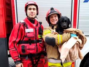 Uratowany piesek przez przechodniów i strażaków z rzeki Tuga trafił do schroniska. 