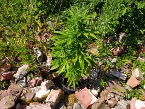 Nowodworscy policjanci zabezpieczyli kilka krzewów konopi.